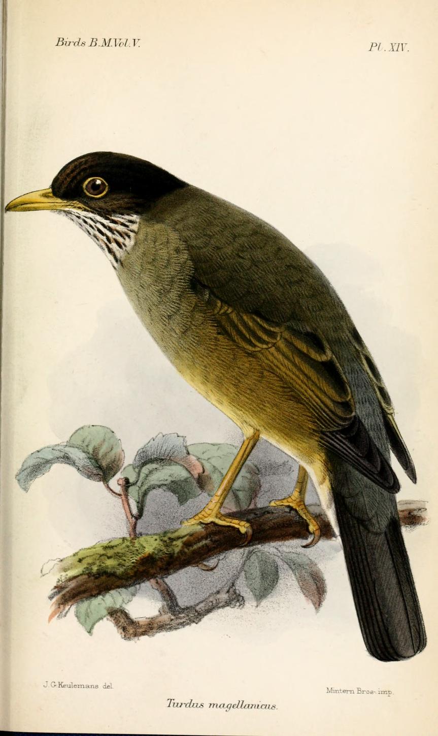 Austral Thrush wallpaper