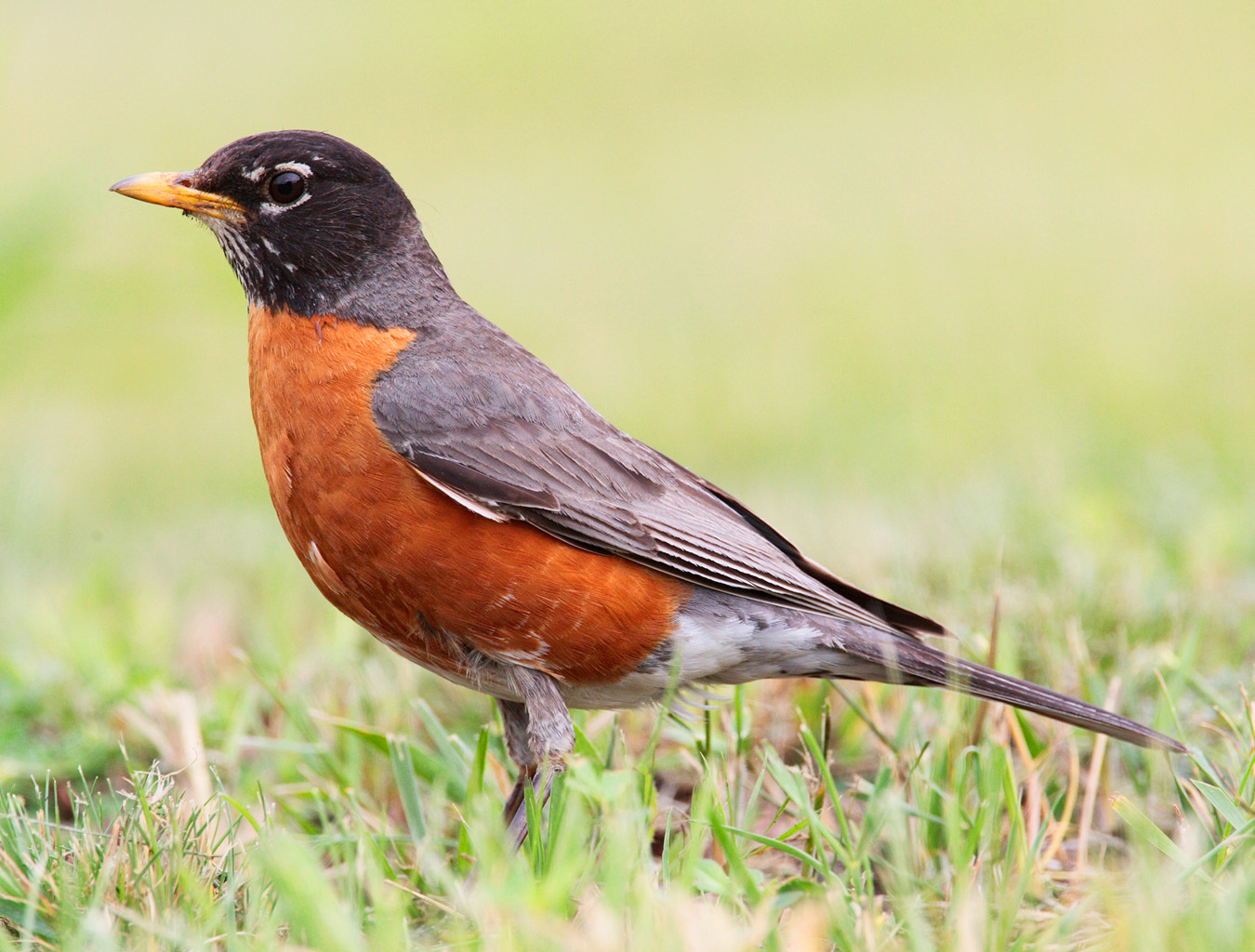 American Robin wallpaper