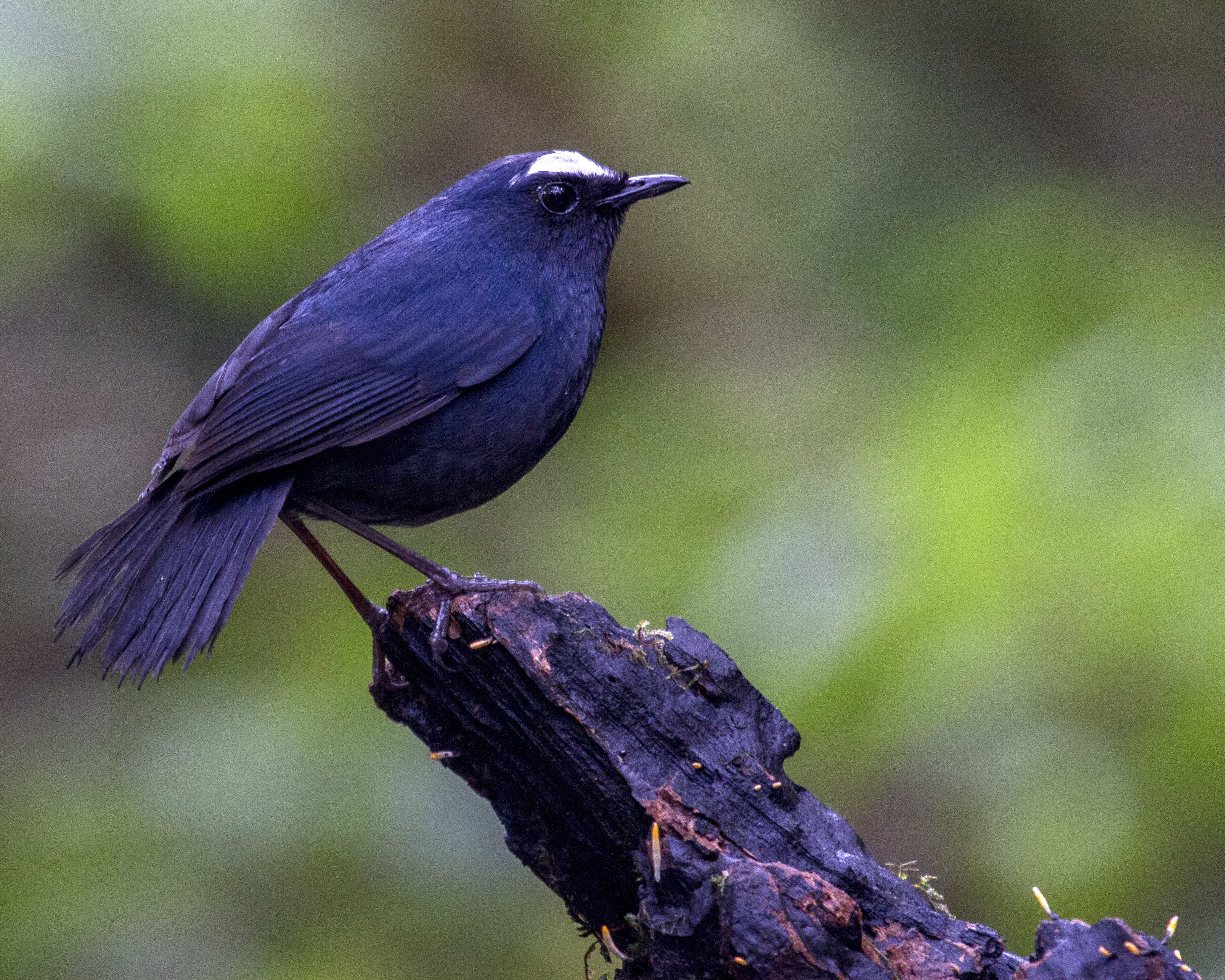 White-browed Shortwing wallpaper