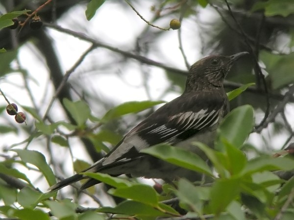 Aztec Thrush wallpaper