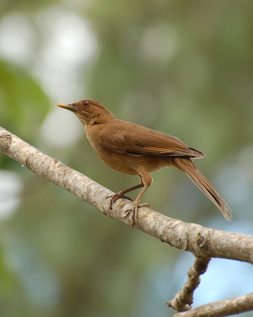 Clay-colored Robin wallpaper