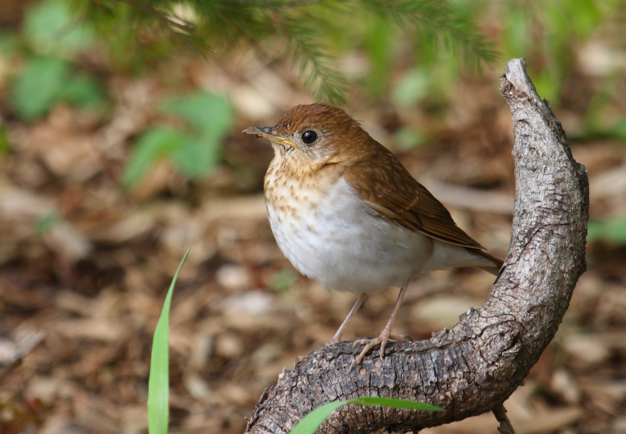 Veery wallpaper