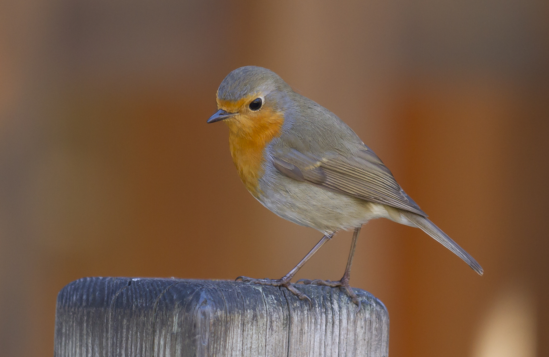 European Robin wallpaper