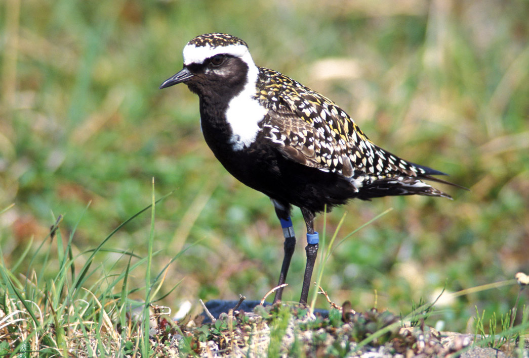 American Golden Plover wallpaper