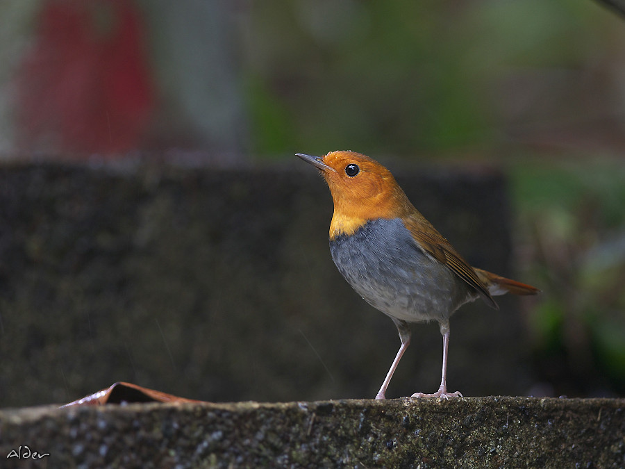 Japanese Robin wallpaper