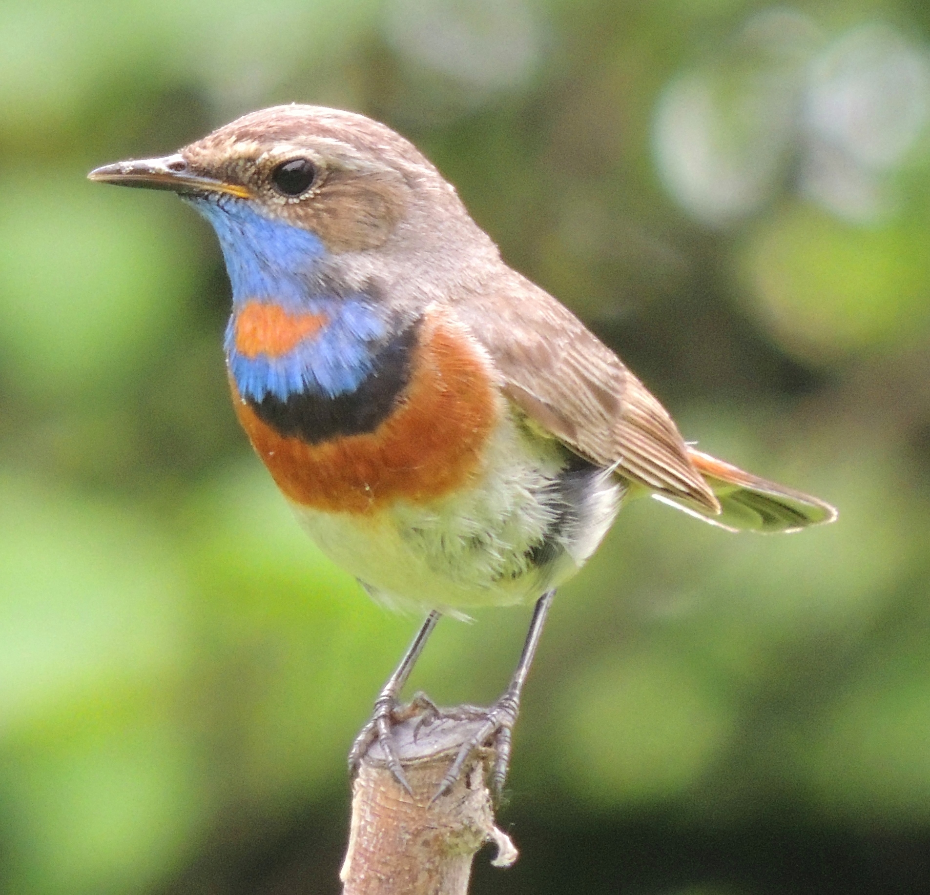 Bluethroat wallpaper