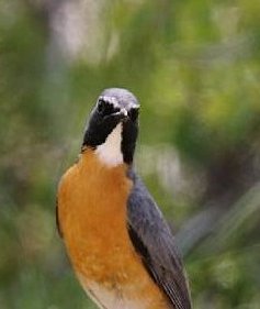 White-throated Robin wallpaper