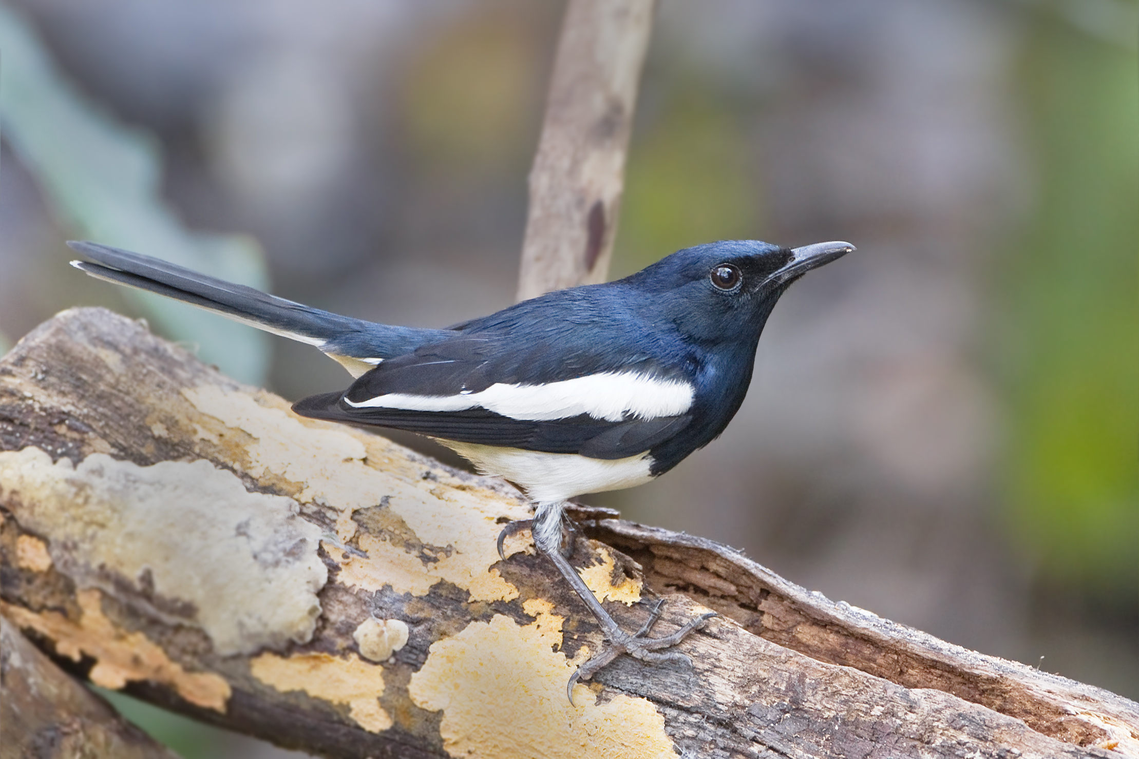 Oriental Magpie Robin wallpaper