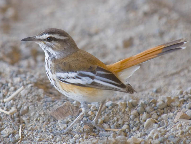 Rufous Bush Robin wallpaper