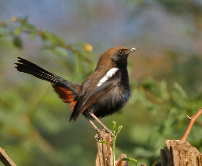 Indian Robin wallpaper