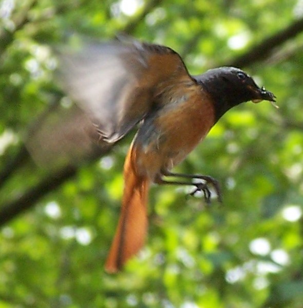 Common Redstart wallpaper