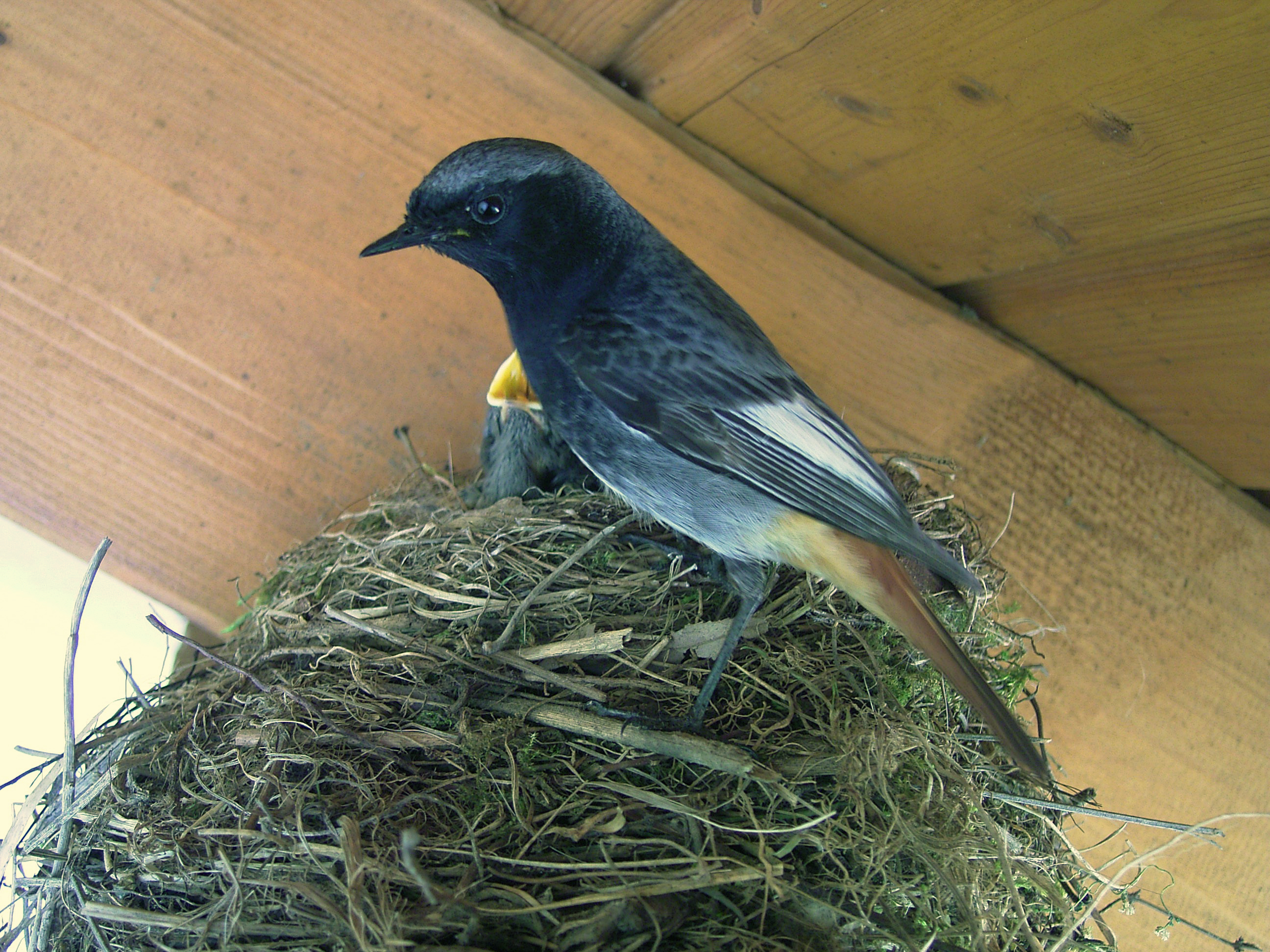 Black Redstart wallpaper