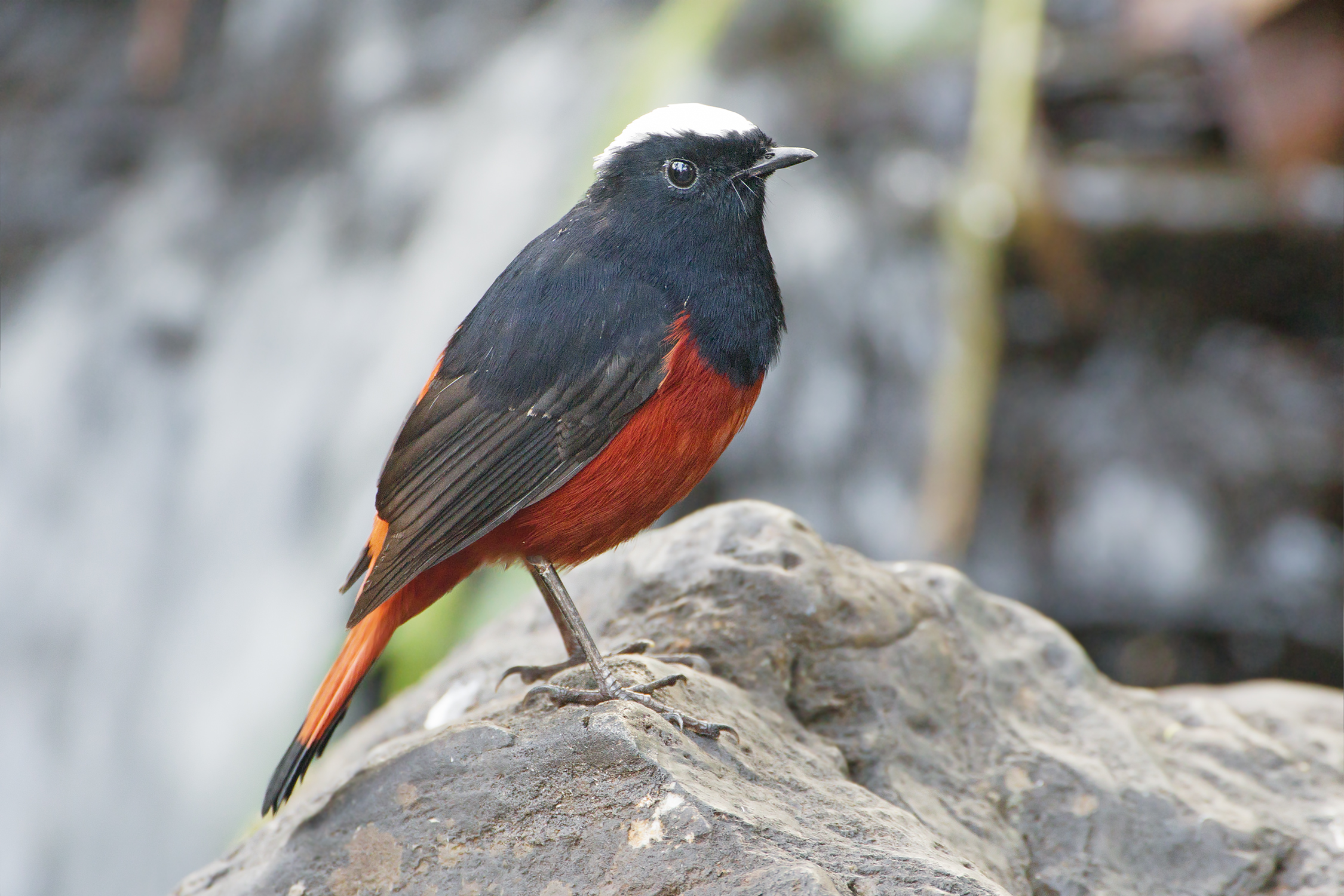 White-capped Water-redstart wallpaper