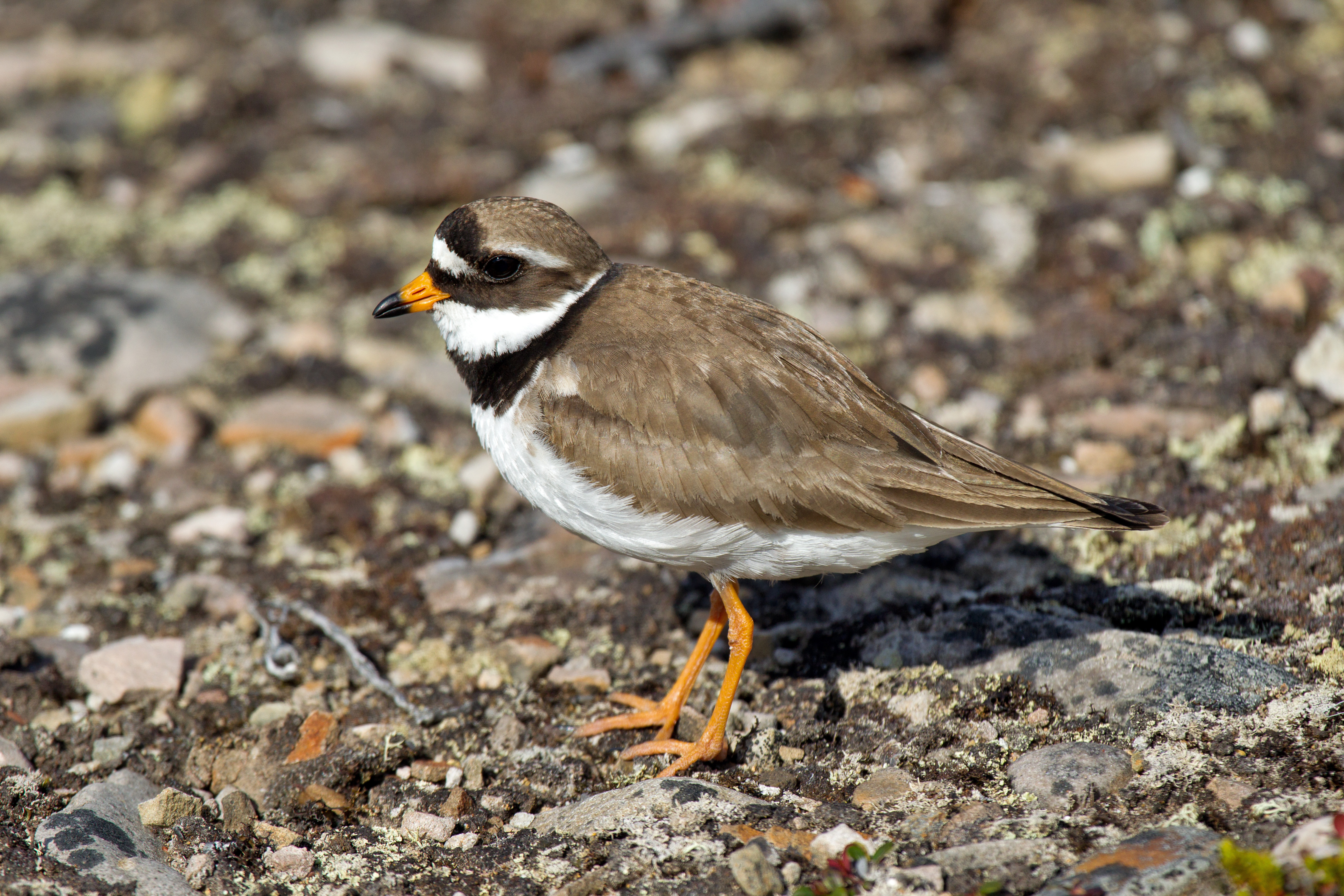 Ringed Plover wallpaper