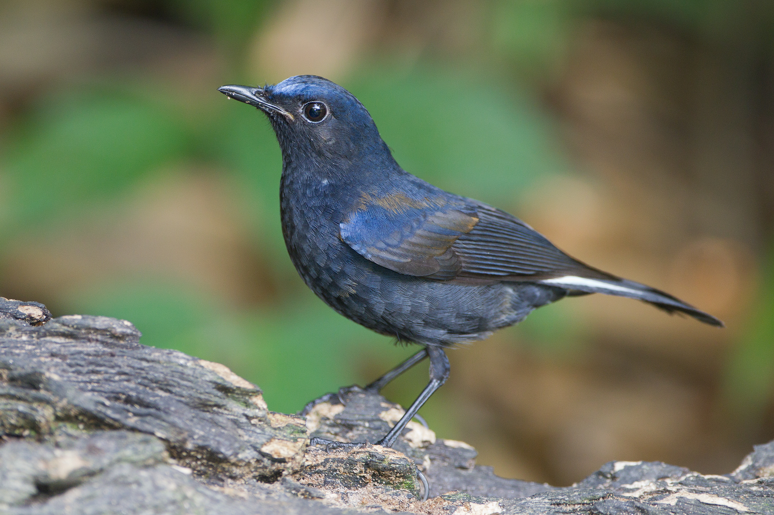 White-tailed Robin wallpaper