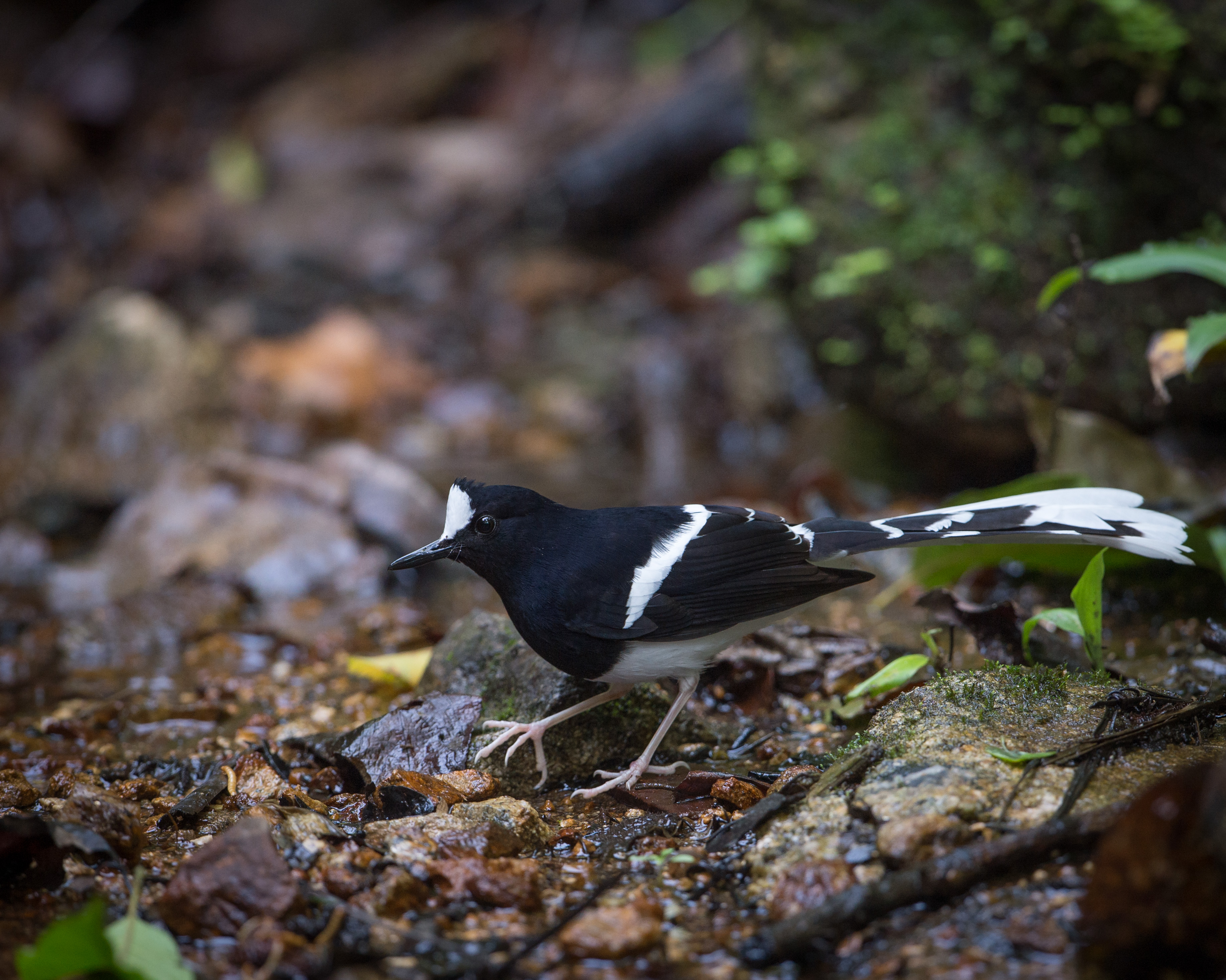 White-crowned Forktail wallpaper