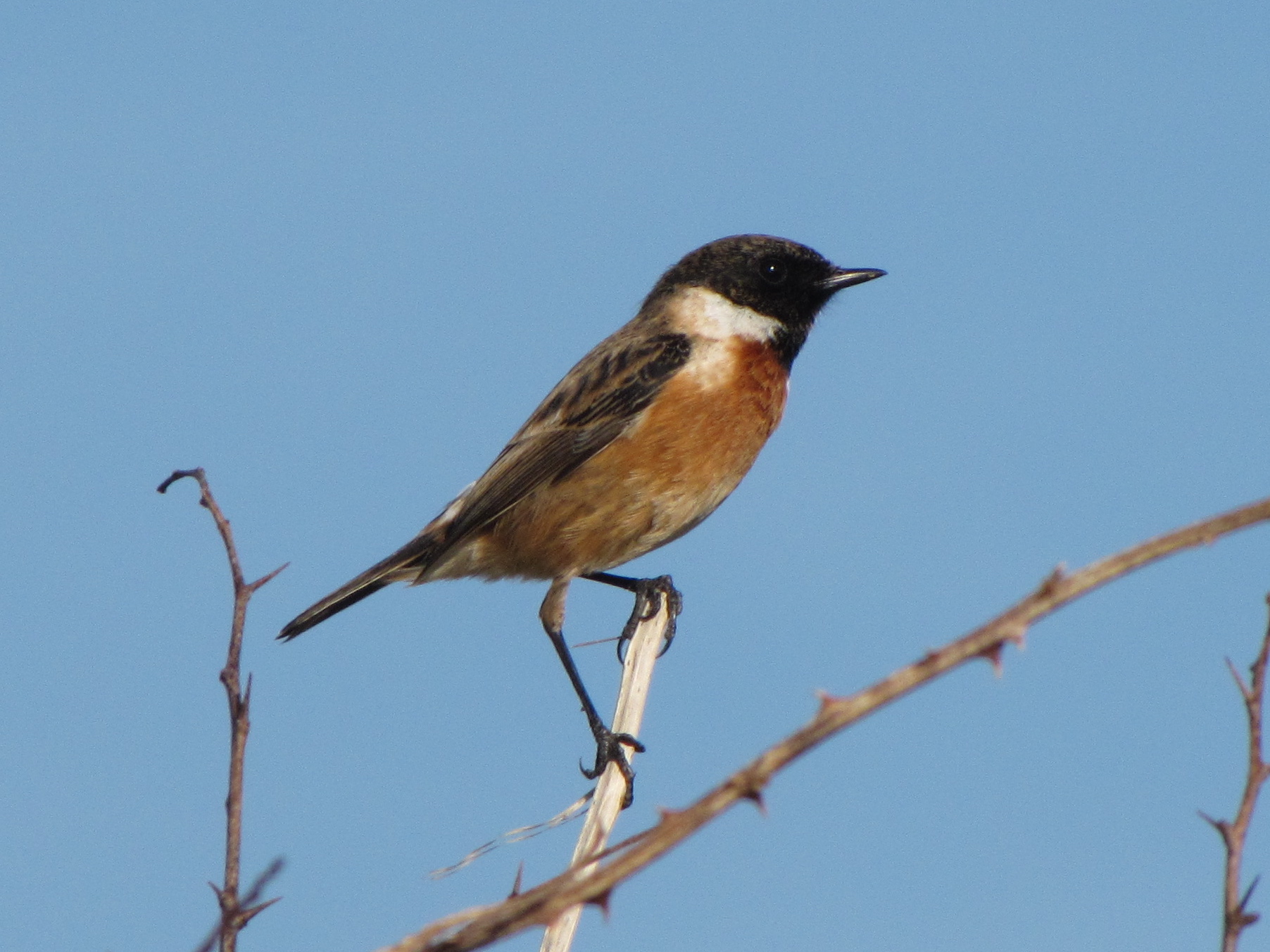 European Stonechat wallpaper