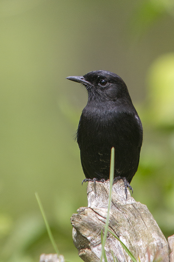 Pied Bushchat wallpaper