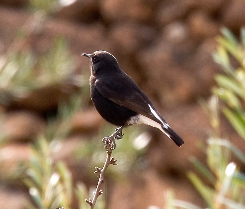 Black Wheatear wallpaper