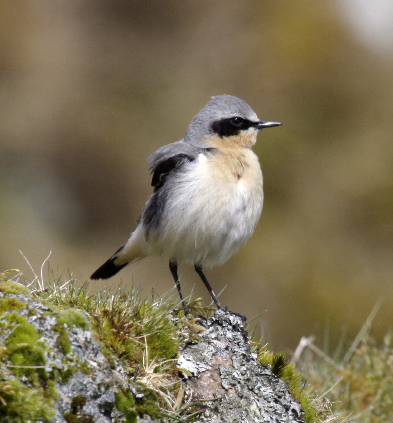 Northern Wheatear wallpaper