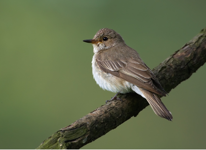 Spotted Flycatcher wallpaper