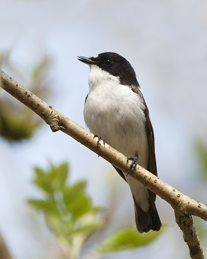 European Pied Flycatcher wallpaper