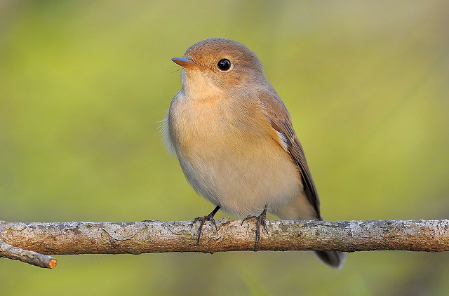 Red-breasted Flycatcher wallpaper