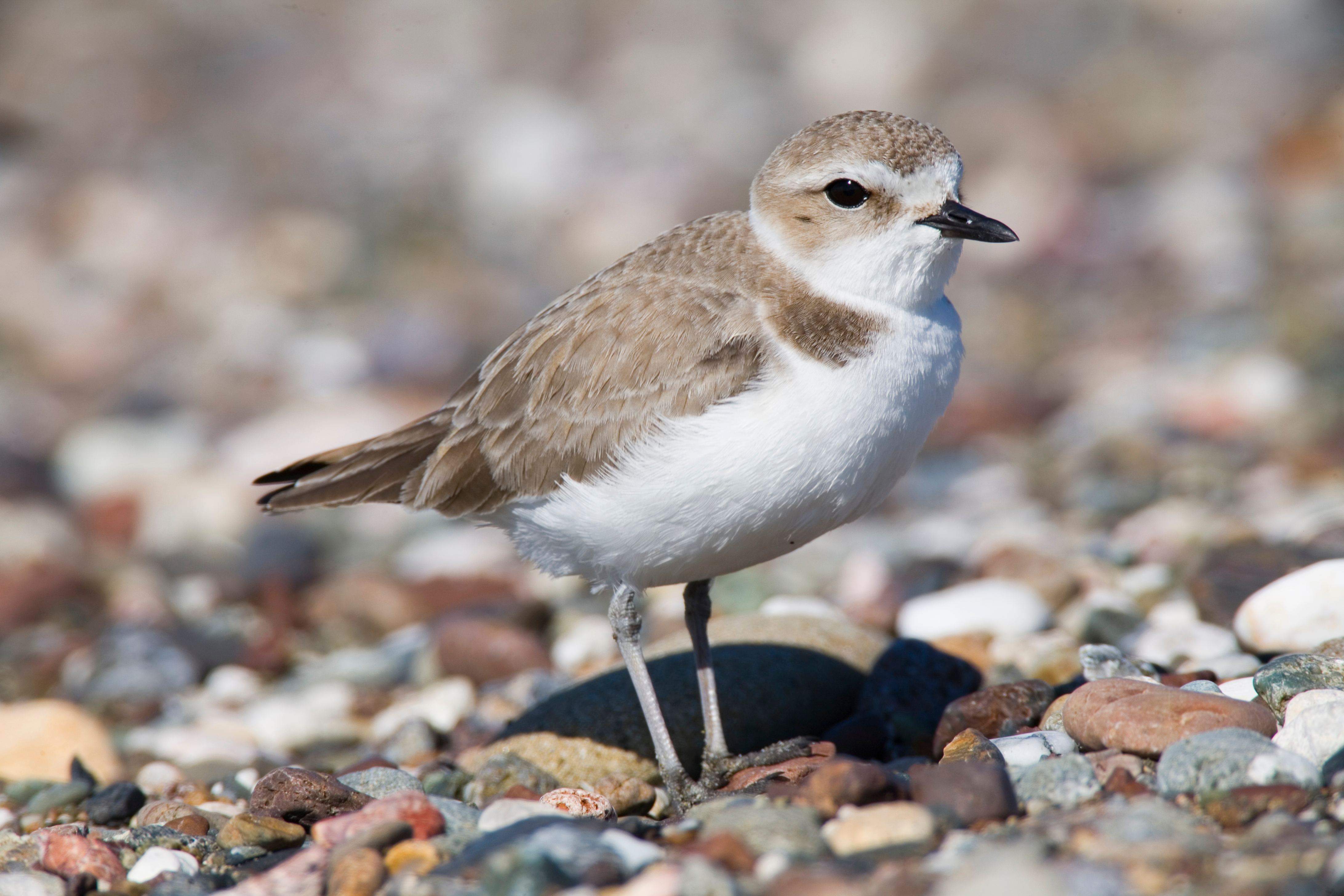 Kentish Plover wallpaper