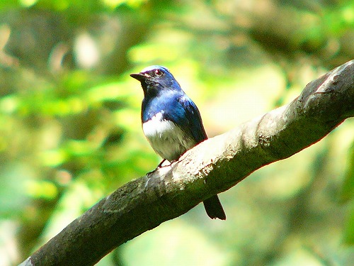 Blue-and-White Flycatcher wallpaper