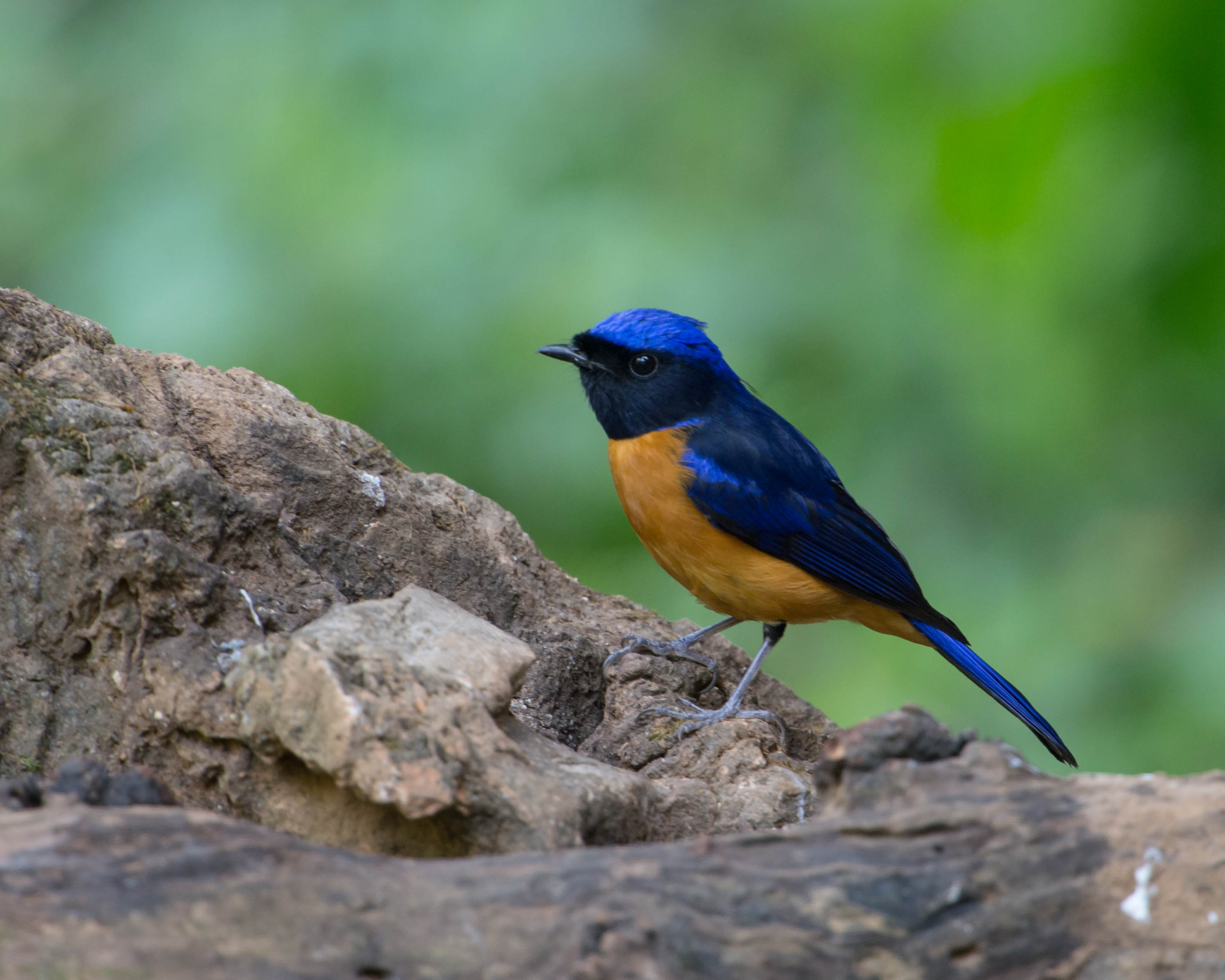 Rufous-bellied Niltava wallpaper