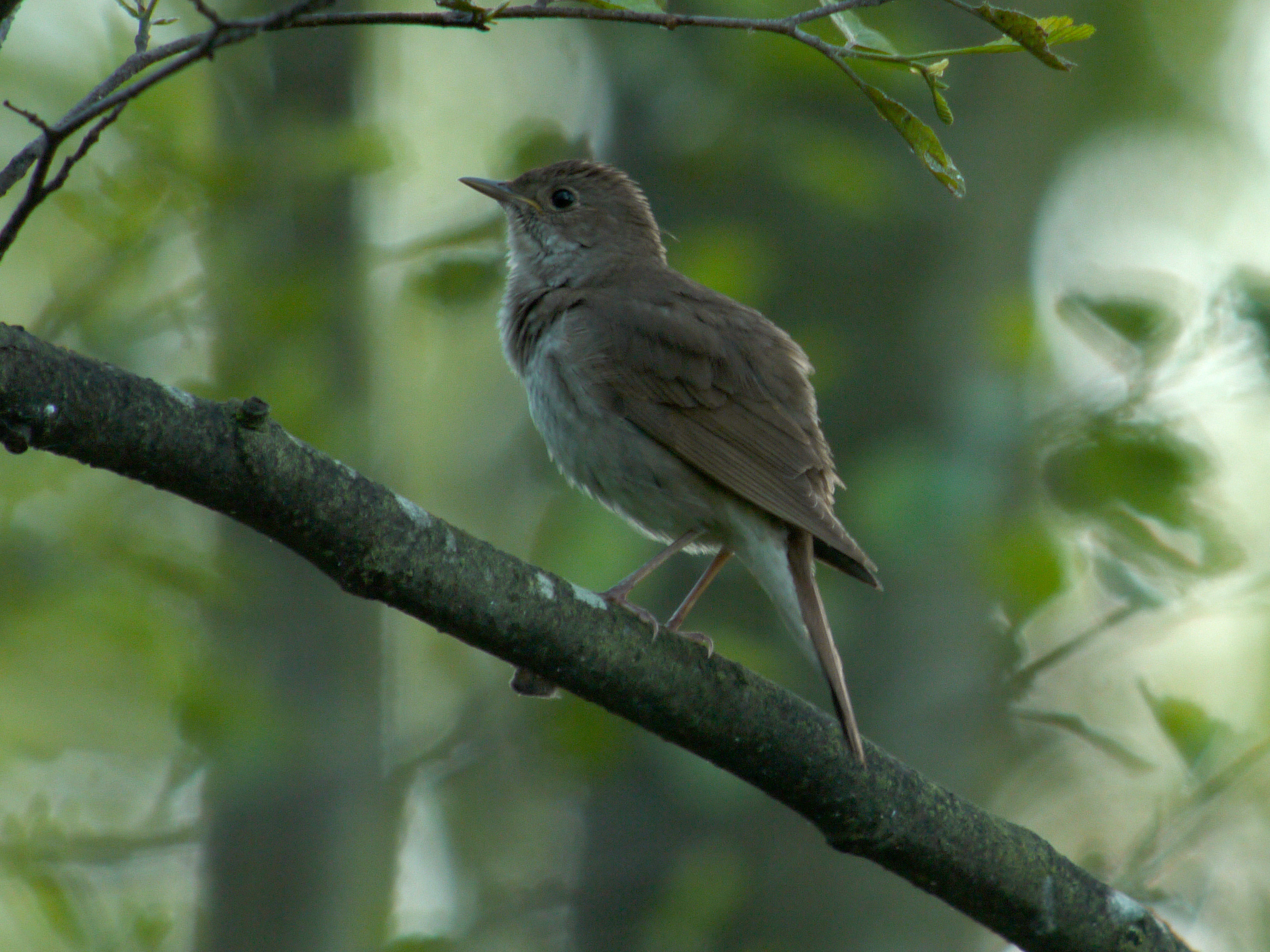 Thrush Nightingale wallpaper