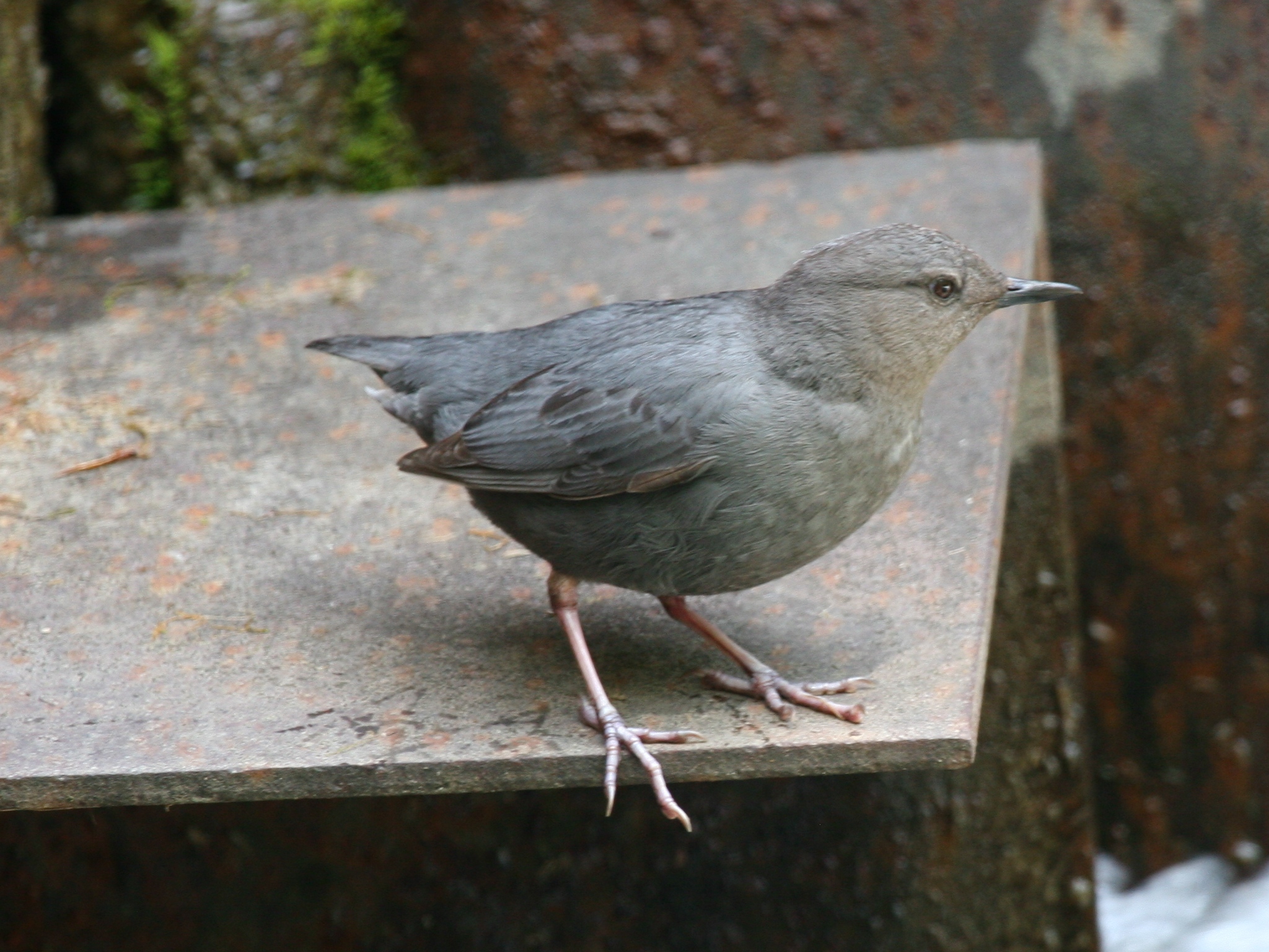 American Dipper wallpaper