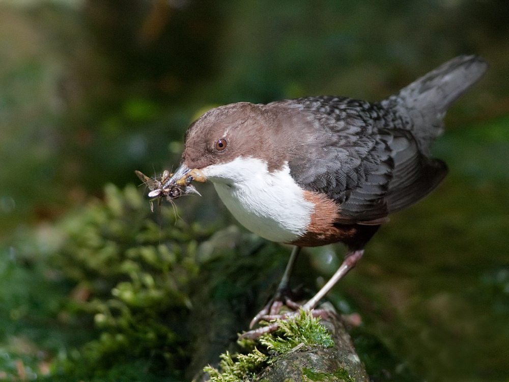 White-throated Dipper wallpaper