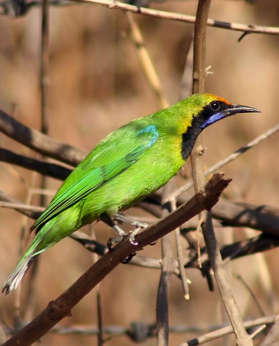 Golden-fronted Leafbird wallpaper