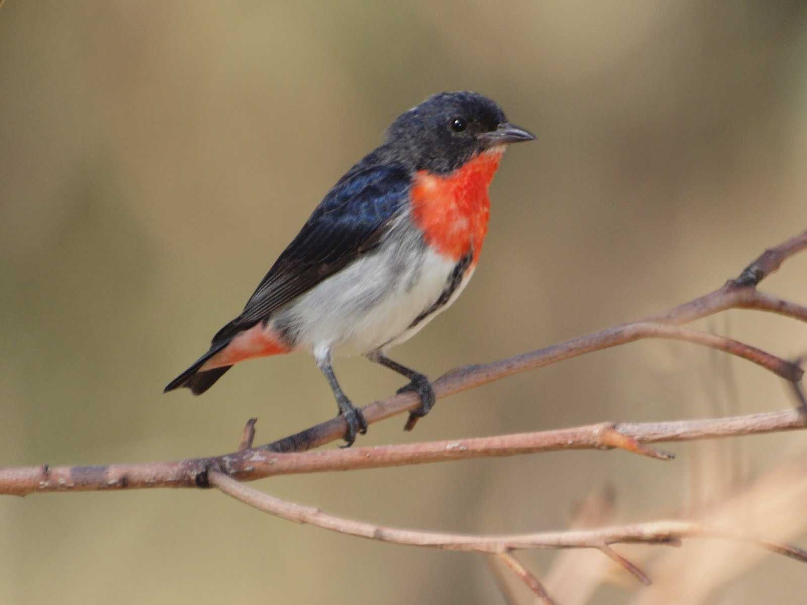 Mistletoebird wallpaper