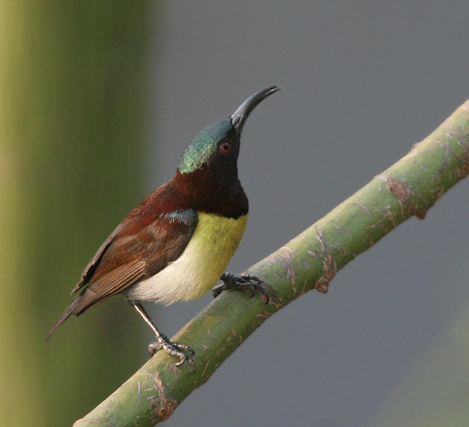 Purple-rumped Sunbird wallpaper