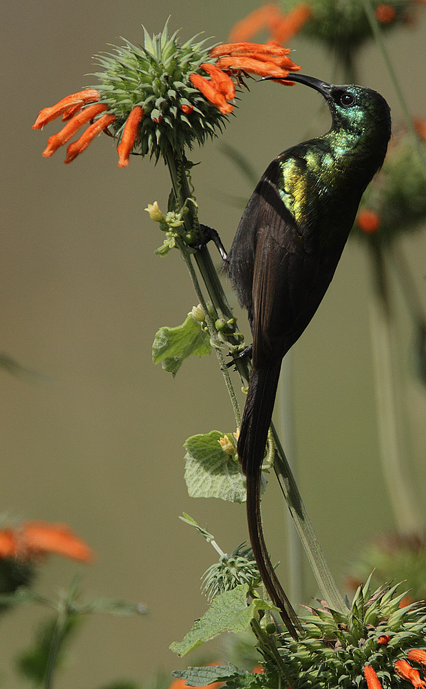 Bronze Sunbird wallpaper