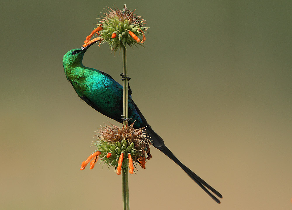 Malachite Sunbird wallpaper