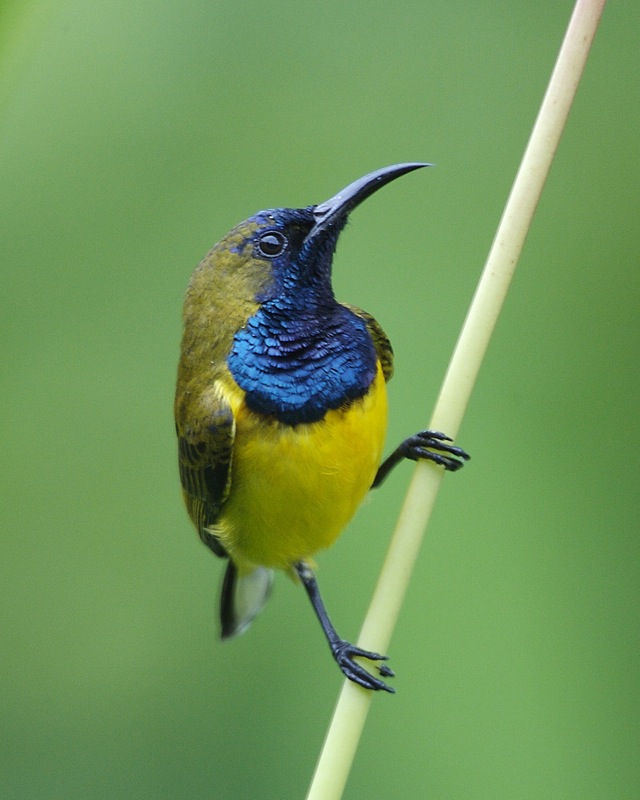 Olive-backed Sunbird wallpaper