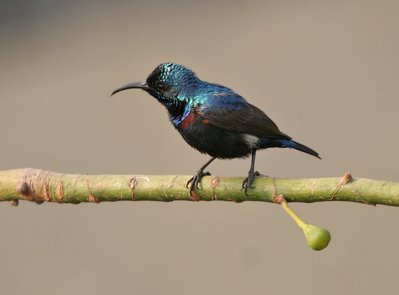 Purple Sunbird wallpaper