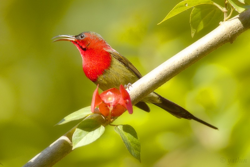 Crimson Sunbird wallpaper