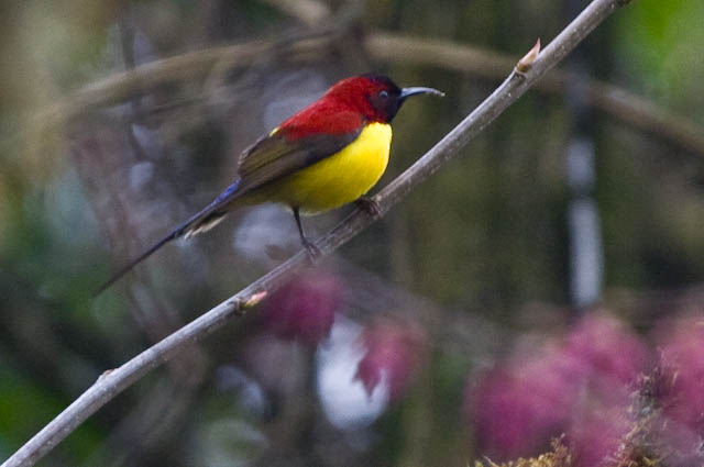 Gould's Sunbird wallpaper