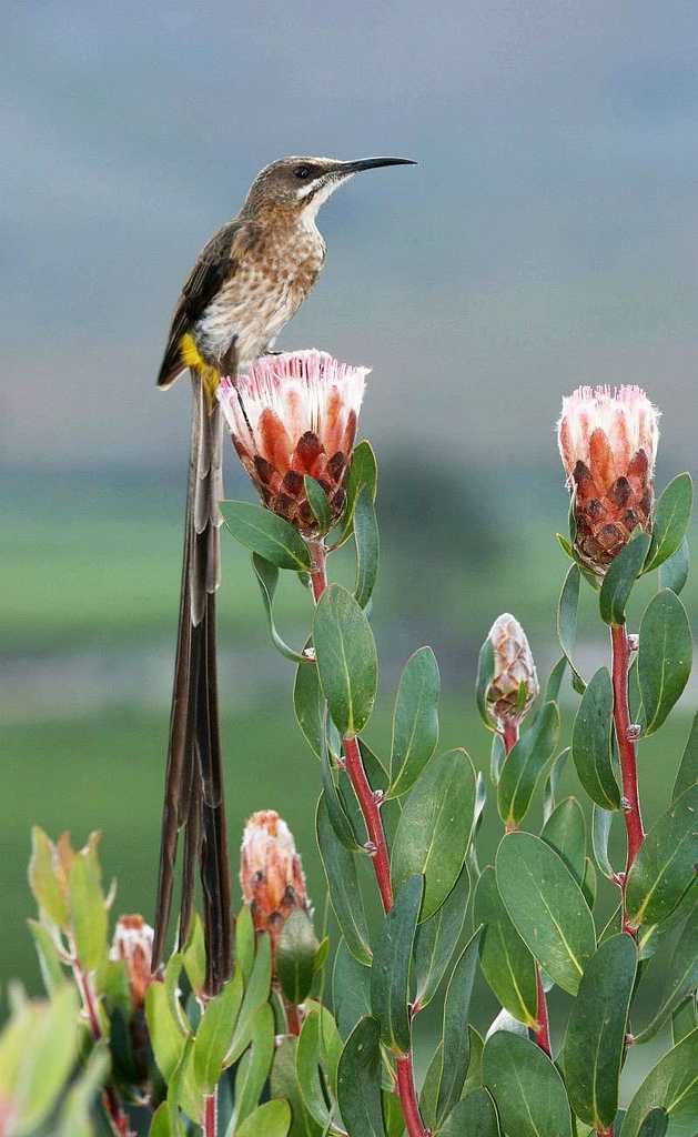 Cape Sugarbird wallpaper