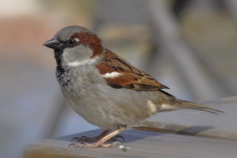 House Sparrow wallpaper