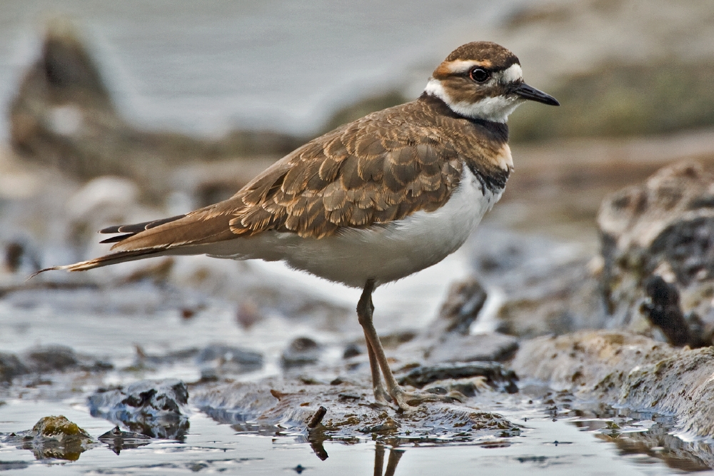 Killdeer wallpaper