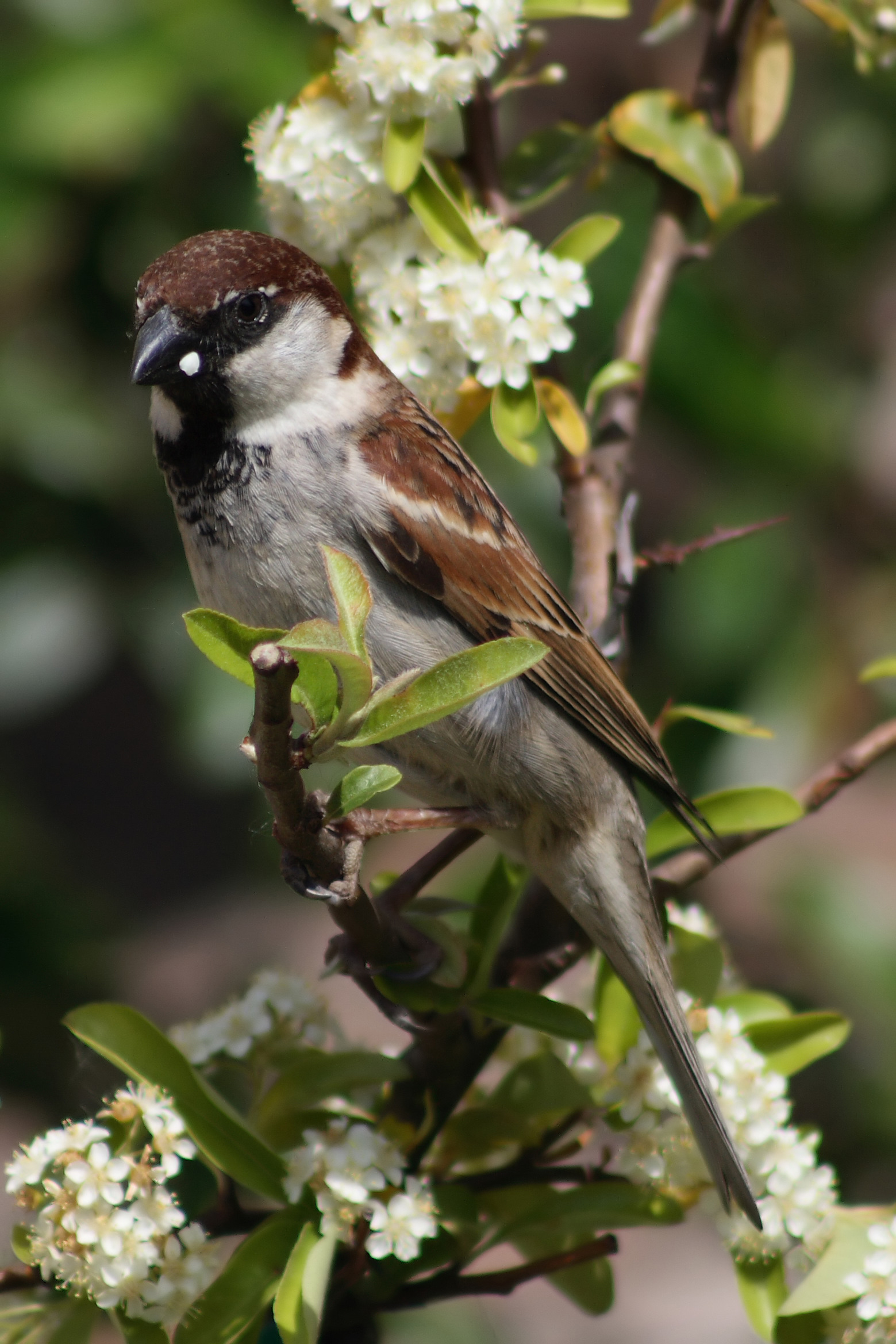 Italian Sparrow wallpaper