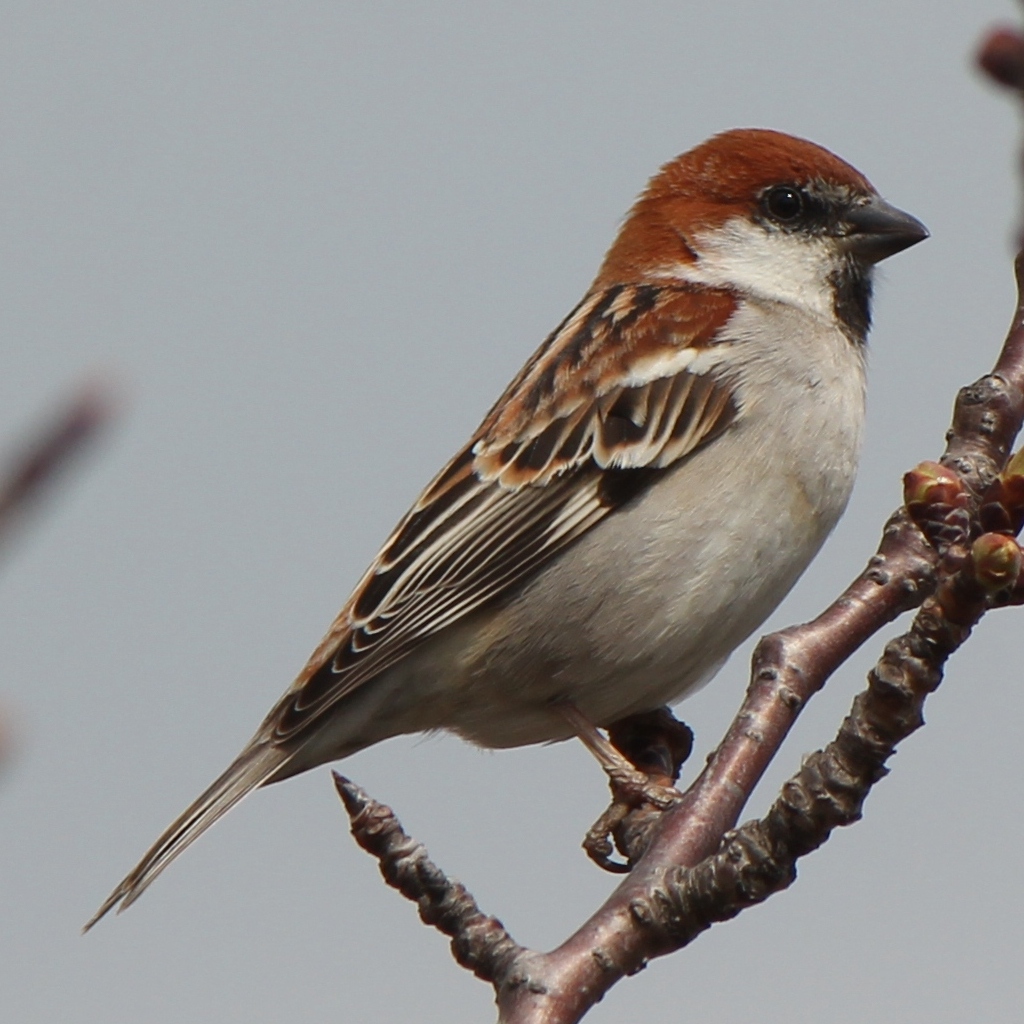 Russet Sparrow wallpaper