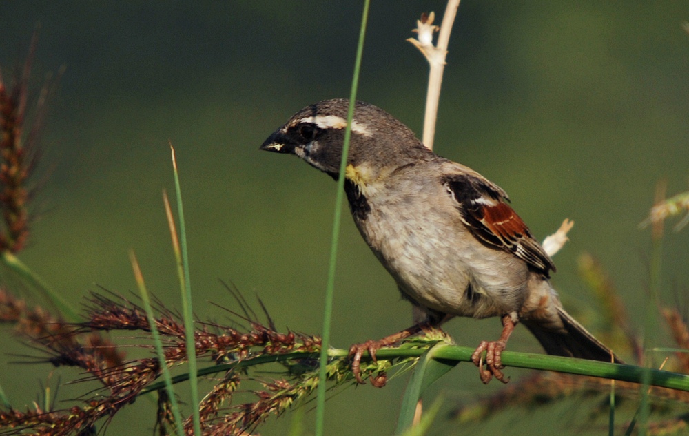 Dead Sea Sparrow wallpaper