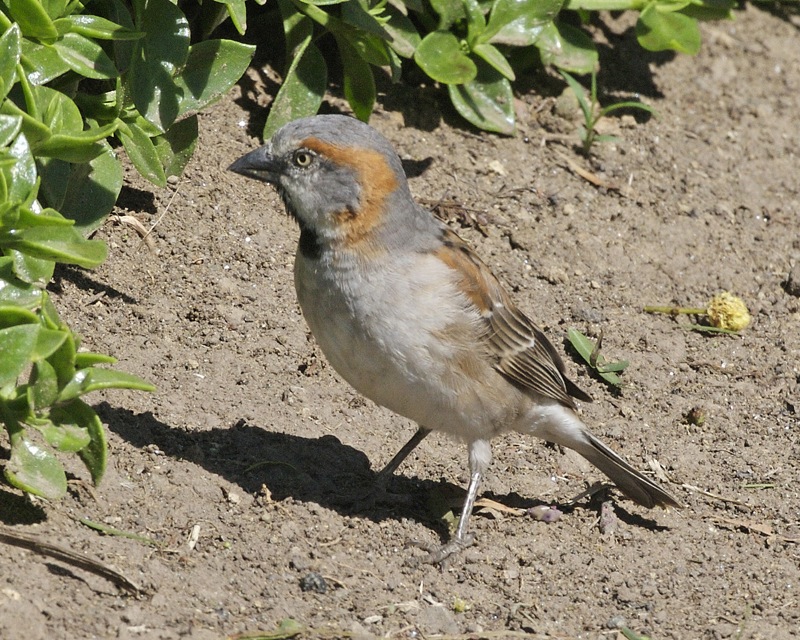 Kenya Sparrow wallpaper