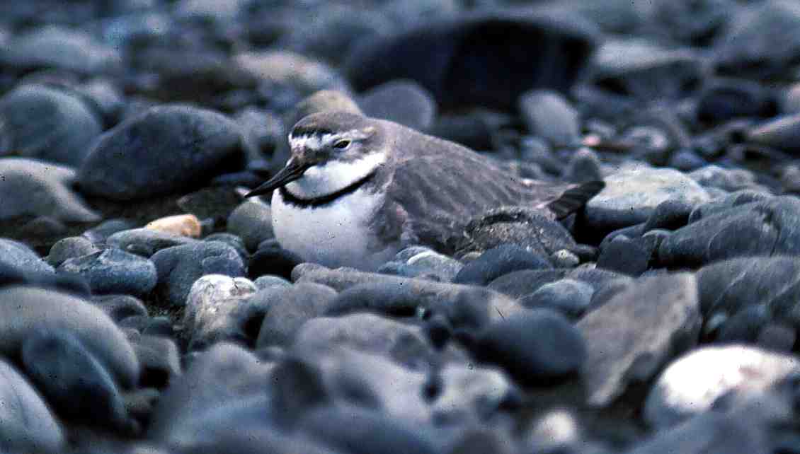 Wrybill wallpaper